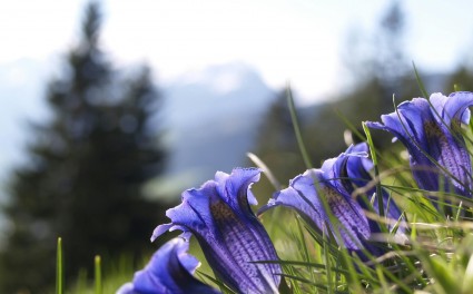 Gentiana si Angelica- doua plante magice